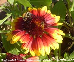 Bumblebee and hover fly on Gaillardia Arizona Sun in the garden.