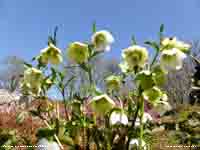 White Helleborus - Lenten Roses - in the garden.