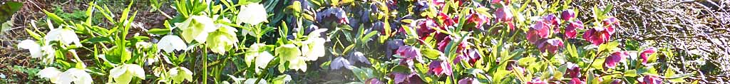 Helleborus: White, Black and Purple varieties.