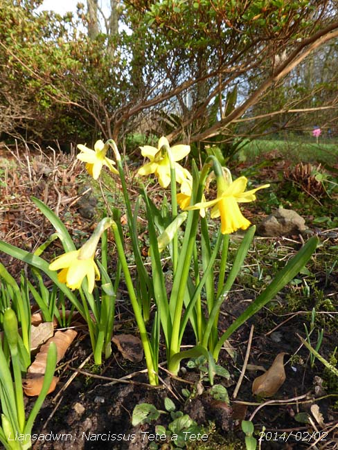 Narcissus Tete a Tete in flower in the garden.