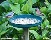 Nuthatch and chaffinch feeding at the bird table.