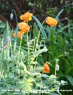 Heads of Welsh poppies heavy with raindrops.