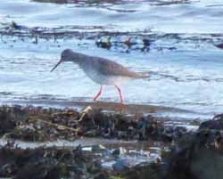 Redshank on the banks of the Cefni Estuary.