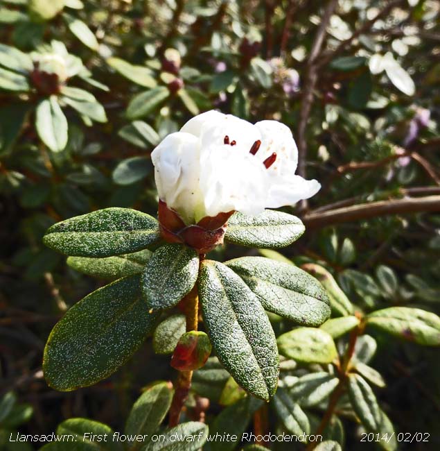 White dwarf Rhododendron in flower in the garden.