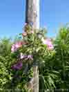 Wild roses on telegraph pole in Llansadwrn.