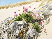 Sea pink and rock lichens at Aberffraw Bay.