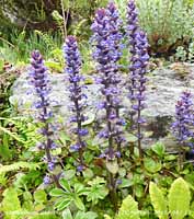 Blue bugle growing on the rockery banks.