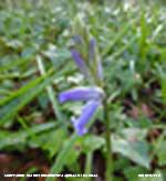 The first bluebells of the season had opened in the wood.