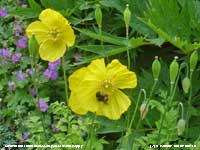Bumblebee visiting a yellow Welsh Poppy in the garden.