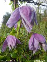 Clematis alpina in flower in the garden.