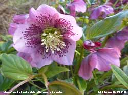 Dark pink Hellebore purpurea flowers in the garden.