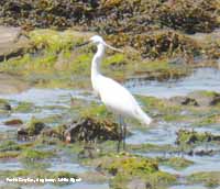 An obliging little egret poses for the camera.