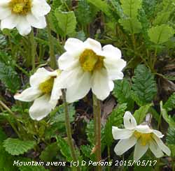 Mountain avens - Dryas octopetala.