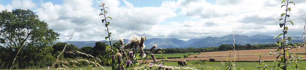Autumn: Over the hedge top in llansadwrn.