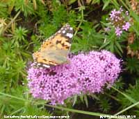 Painted Lady butterfly on Phuopsis in the garden.