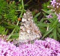 Underside view of Painted Lady on Caucasian crosswort in  the garden.