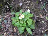 An early primrose in flower in hedgerow on peacock Hill.