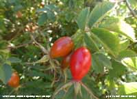 Autumn: Ripening rose hips along a llansadwrn hedgerow.