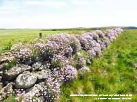 Sea pinks flowering on ancient dry stone wall.