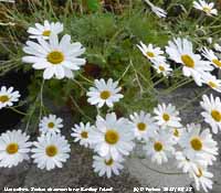 Sicilian chamomile growing in Llansadwrn.
