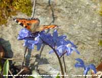 Small tortoiseshell butterfly on Chinodoxa sp.