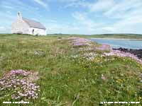 Sea pinks flowering on the old graveyard of St Cwyfan's Church, Cribinau.