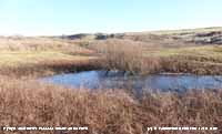 Partly flooded willow slack at Aberffraw.