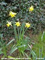 Daffodils in bloom on the roadside at Peacock Hill, Llansadwrn.
