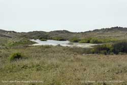 Flooded willow slack on Aberffraw dunes.