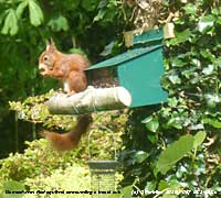 Red squirrel eating a hazel nut.