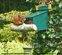 Red squirrel spots nuts in the new feeder.