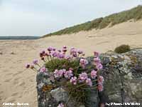 Sea pinks in flower on rocks at Aberffraw beach.