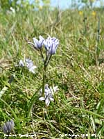 Spring squill in flower at penmon Point, Anglesey.