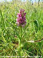 Early marsh orchid flowering at Aberffraw dunes.