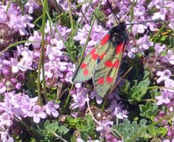 Wild thyme with six-spot moth on Aberffraw dunes, Anglesey.