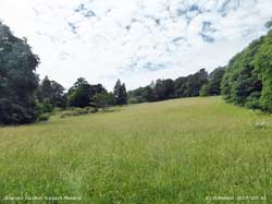 Furnace Meadow at Bodnant Garden.