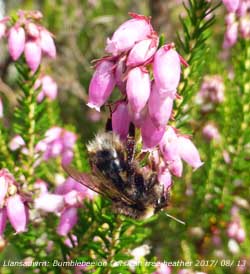 Buff tailed bumblebee on Corsican heath.