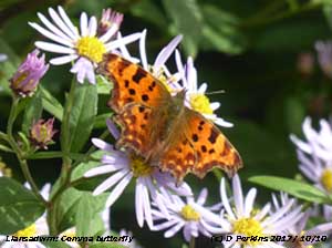 Comma butterfly on Michaelmas daisy in the garden.