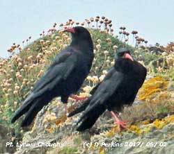 Pair of Choughs at Point Lynas, Anglesey.
