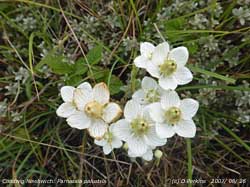 Close up of the grass of Parnassus. Click for larger. 