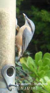 Nuthatch feeding on sunflower hearts in the garden.