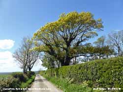 Oak before ash in for a splash?