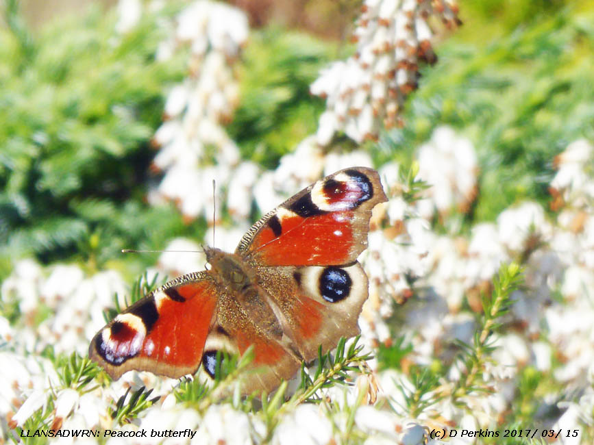 Peacock butterfly on white heather in our Llansadwrn garden.