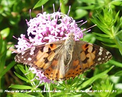 Welcoming summer a painted lady butterfly on its favourite flower Phuopsis stylosa in the garden.