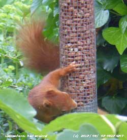 This red squirrel is a frequent visitor at the weather station.