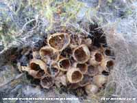 Tree bumblebee nest on bluetit nest in nesting box.