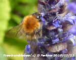 Tree bumblebee on Bugle flowers in the garden.