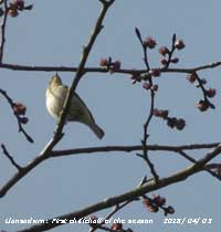 Chiffchaff singing on flowering elm tree. 