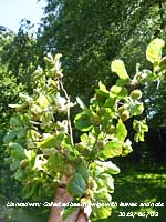 Collection of beech twigs with green leaves and nuts.