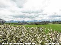 Blackthorn flowering in a Llansadwrn hedgerow with snow on the mountains.